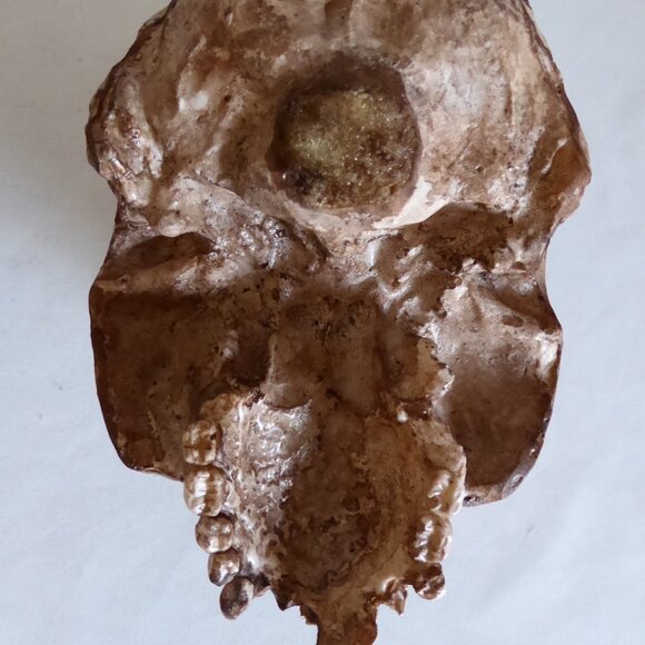 NEW ARTISAN HANDCRAFTED REALISTIC LIFE SIZE HUMAN SKULLS HALLOWEEN PROP ODDITY - Picture 13 of 16